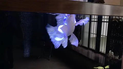 Chỉ cần ae chịu xuống lúa đẹp cỡ nào cũng có nhé #chepphitan #cachepsututrang 