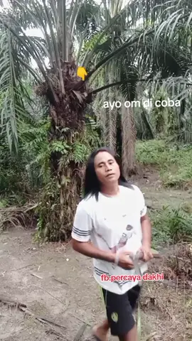 ayo om di coba #percaya #dakhi #tukangpanensawit #Kampakmatasatu 