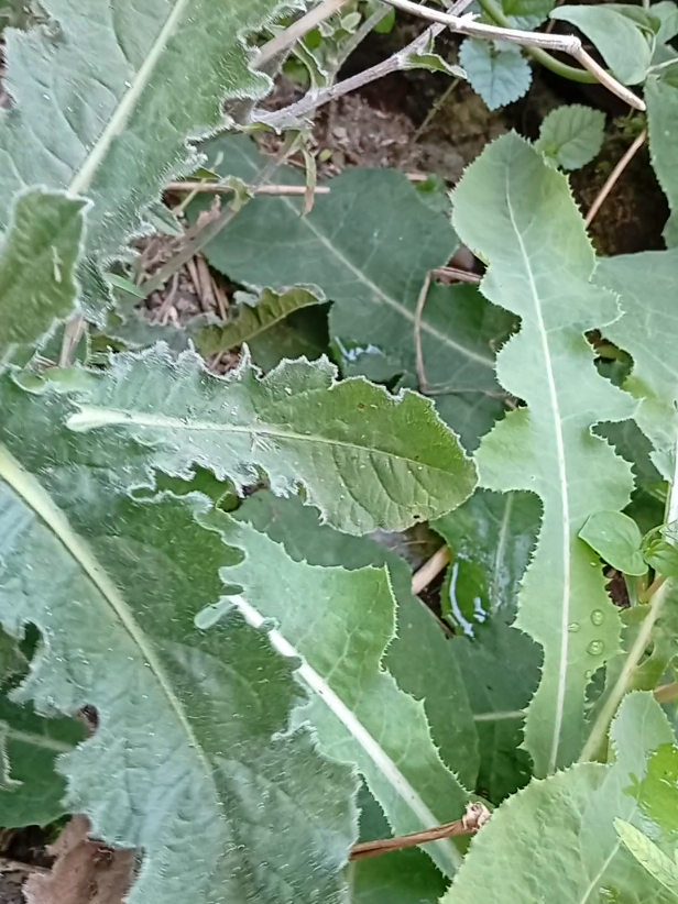 Sekilas mengenai perbedaan tanaman tapakliman dan tempuyung . monggo silahkan follow akun ini , terimakasih #tempuyung  #tapakliman  #perbedaantempuyungdantapakliman  #tanamanherbal 