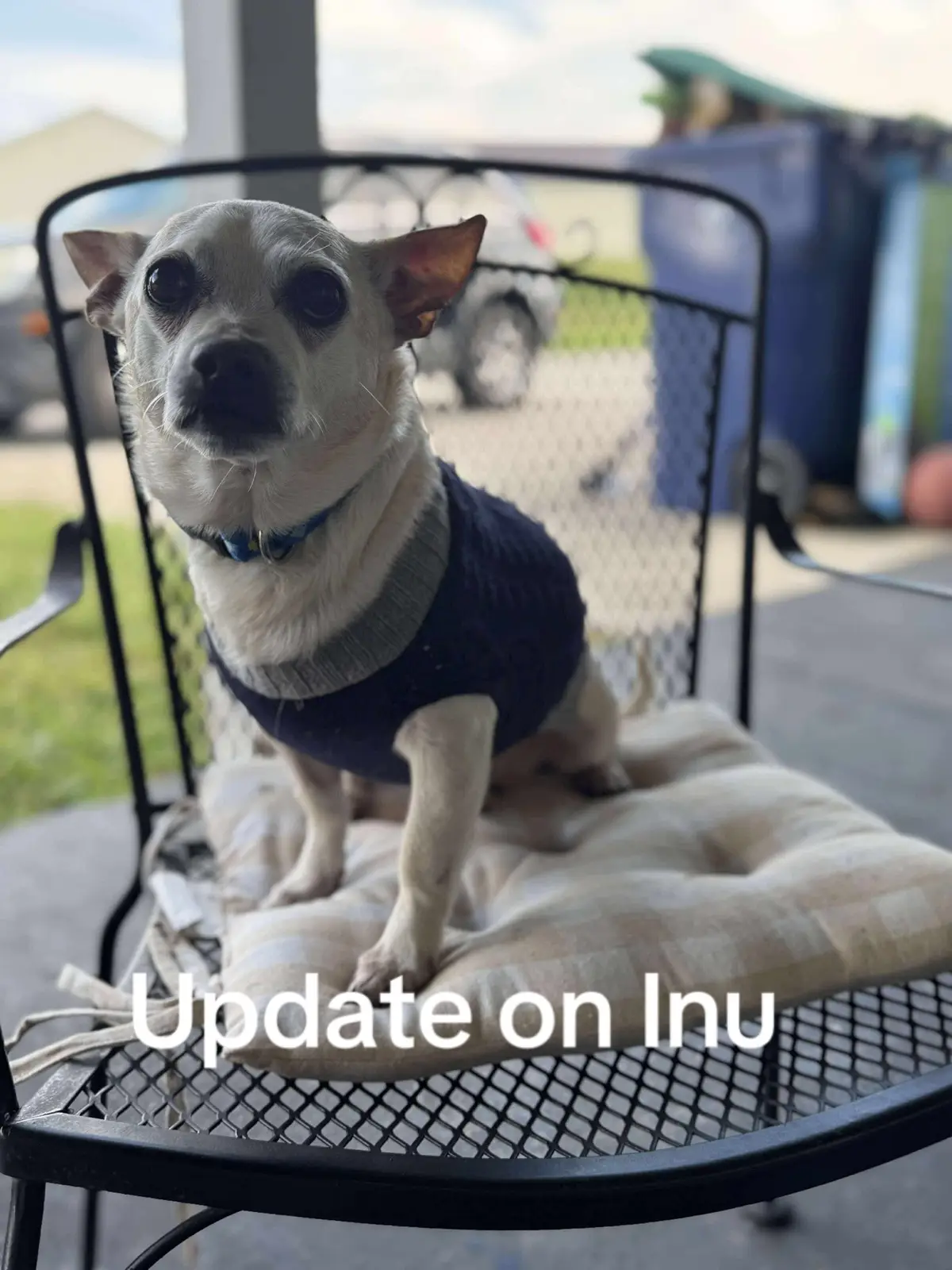 Just a quick update for those asking about my grand puppy.  Inu made it through his surgery and the post surgery complications and is on the road to recovery.  He is still being syringe fed and will graduate to soft food in the coming days. The GFM has been a blessed and is almost enough to cover the expenses.  I thank you, and my daughter thanks you, for all the love, support, spells, and prayers!  I don’t think he would have made it without you 🥰