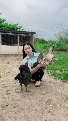 มือบรีด ส.วีระเดช 🐣🐣🐣 ติดตามผลงานได้ที่เพจ : เด็กเลี้ยงไก่ by ปาล์มมี่ ส.วีระเดช 