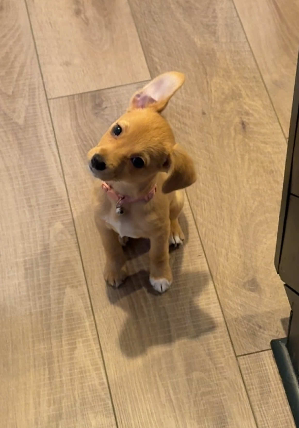 The way her ears sit changed overnight 🤣 they’re so goofy and cute  ##puppyears##chihuahuastiktok##puppytok##chihuahuapuppy