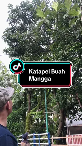 sudah lama ga katapel mangga sekalinya katapel ga lama 