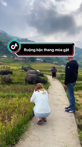 P288. Ruộng bậc thang mùa gặt #ruongbacthang #riceterrace #dulich #sapa #laochai 