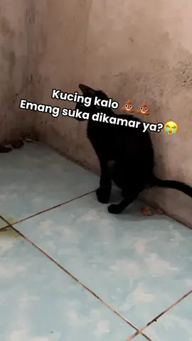Membalas @BymamaZya  kenapasi kucing yang satu ini pupita nya slalu dikamar😭💔 #catlover #cat #kucing #pestapora #pestapora2025 