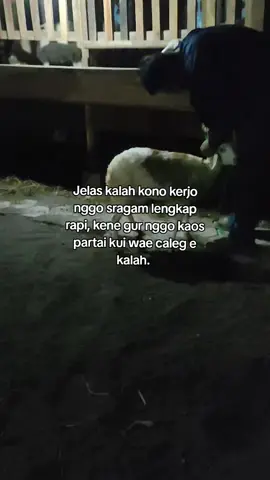 Kadang suwek #peternakkambing #peternakmuda #tukangngarit #fyp #fypシ 
