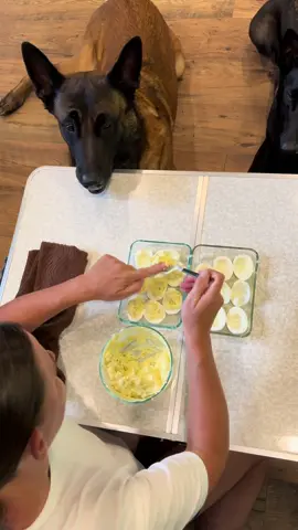 Whiskey Helps Make Deviled Eggs #dogmom #dogtreat #doglover #belgianmalinois #doghelp 