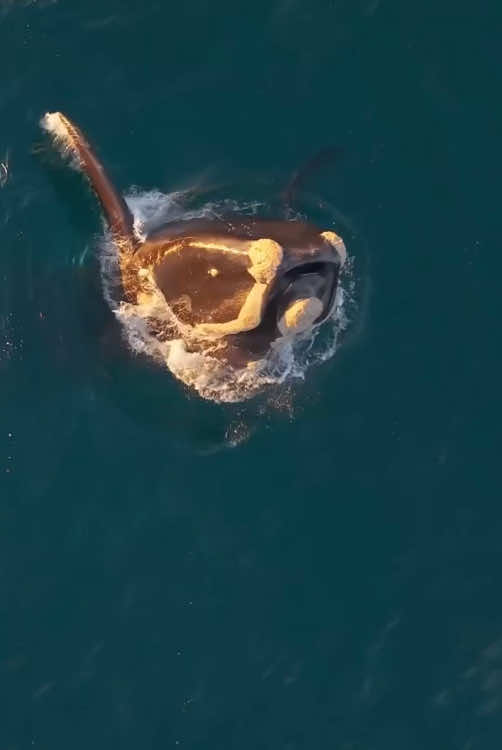 Bowhead whale 🐋 #wonderfulocean 
