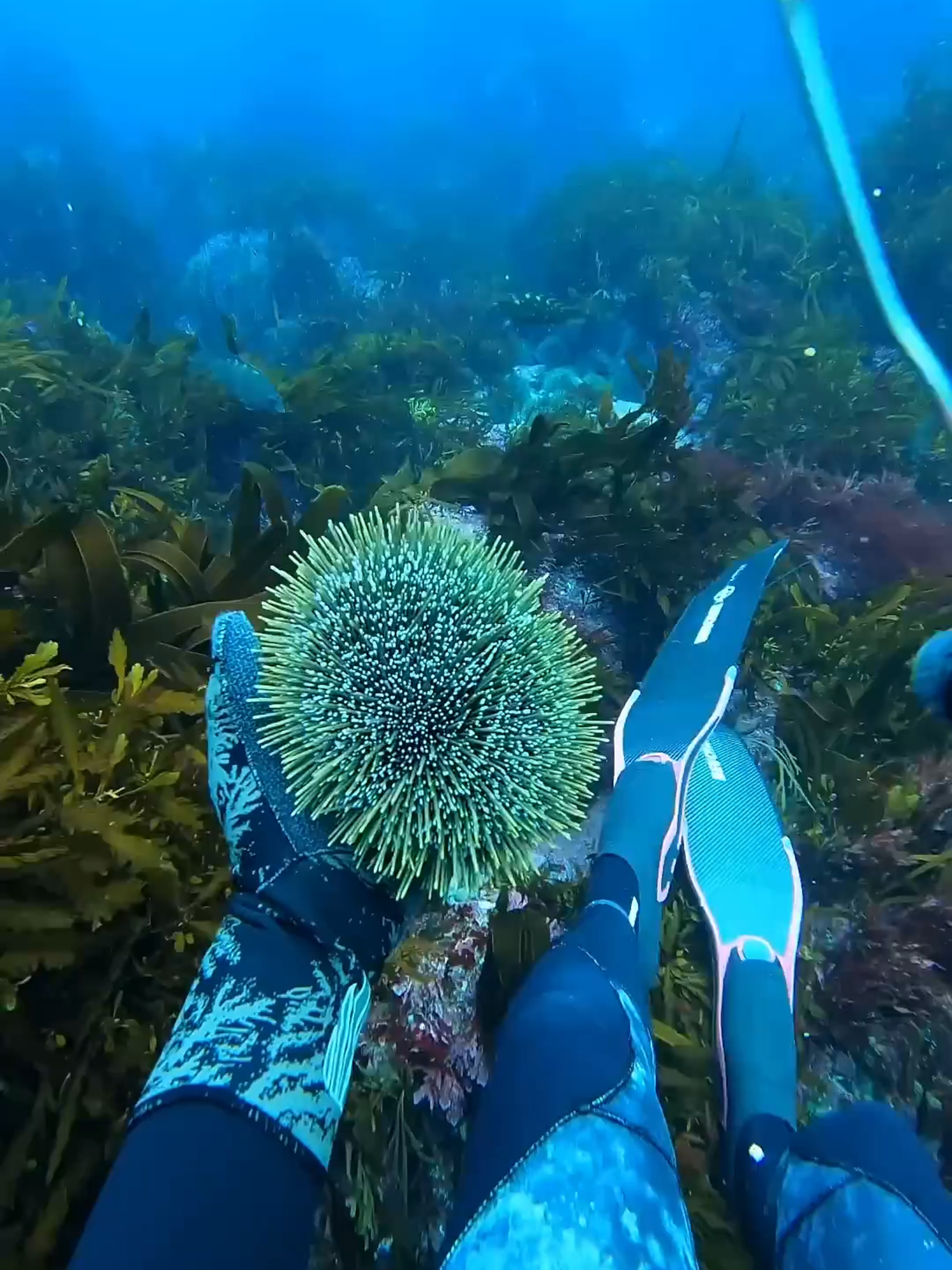 crack, feed, repeat #Diving #pestcontrol#freediving #SeaUrchin #harvest #asmr