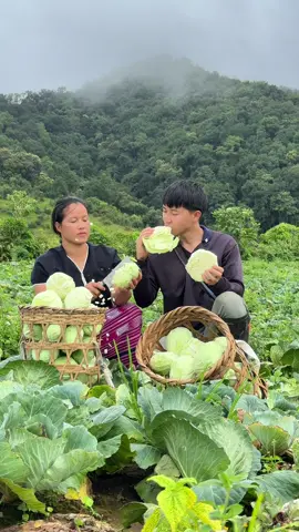 เมื่อกะหล่ำบนดอยเยอะมาก ก็เลยเอามาแปรรูปกันครับ  #คิวลูกกะเหรี่ยง #วิถีชีวิตบนดอย #ลูกกะเหรี่ยง