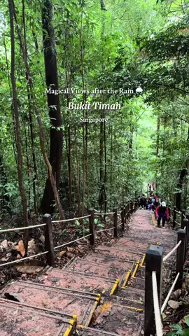 The best hikes come after the rain: misty views, fresh air, and nature’s magic 🌧🍃 #BukitTimah #BukitTimahHill #BukitTimahNatureReserve #NatureVibes #NatureLovers 