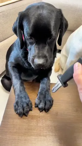#duet cu @Funny dogs #labrador 