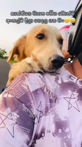 හී හී 😁😅😅#fyp #dog #goldenretriever #funny #explore #funnydog #memes #viralvideo #1million #dogfunny #viral #foryou 