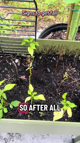 #plantsoftiktok #gardentok #gardening #tipsandtricks #peppers