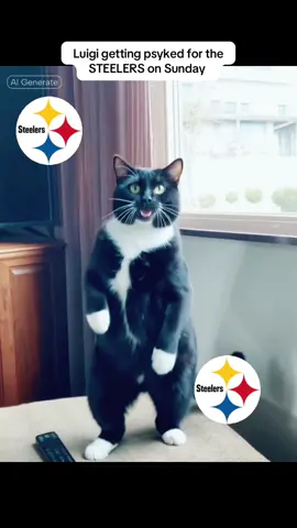 #catsoftiktok #steelers 