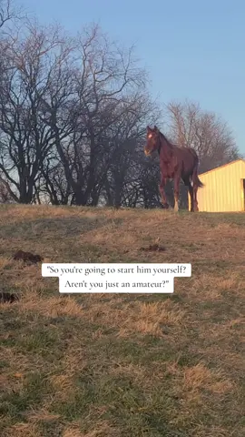 I'm proud to be that person who produces their own horses. I know its fun to buy the tricks and buttons installed, but there is something to be said about the journey to get there. And yes, for anyone asking, Commando was started and produced by me too. I had a couple amazing trainers along the way that helped, but his career is all me. and I'm starting all over again 💕 #ViralHitGS #horsesoftiktok #dressage #iridecommando 