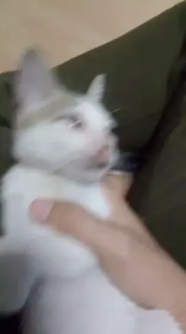 #kucing #kucinglucu #fyp 