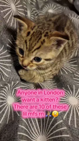 You can take one as long as there are no signs of you being psychotic... 😅 #kitten #london #vibes #help #cutenessoverload 