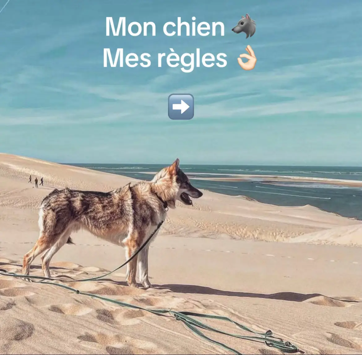 #pourtoi #chien 