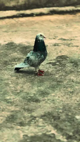 Keeran…🕊️✨🦋 #fyp #blackfeather #pigeonmine #pigeon #pigeons #pigeonlovers #trending #goviral #onemillionaudition #indian #srilankan_tik_tok🇱🇰 #srilanka #timing 