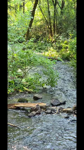 #fyp #woody #pnw #minniwoody #mancave 