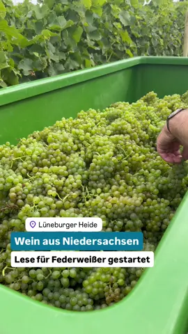 Niedersachsen ist für Wein bisher kaum bekannt. Erst seit 2016 ist gewerblicher Weinanbau dort erlaubt, und inzwischen gibt es schon richtige Weingüter. Das größte gehört der Familie Alvermann in der Lüneburger Heide. Dort begann diese Woche die Federweißer-Saison.  #Niedersachsen #Weinbau #Federweißer #LüneburgerHeide #AlvermannWein     