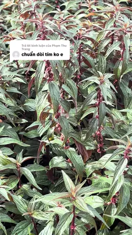 Trả lời @Phạm Thu Trang #caythuocdoitim #hp #daday #phoinam #hodom #uphoi #lao 