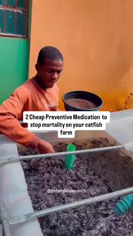Are you constantly faced with daily mortality on your fish farm? Here a 2 affordable preventive treatment to stop the reoccurrence ✅ Salt: this is the first cheap and natural treatment you can give your fish when you are faced with mortality or early signs of it. Yes salt can kill fish but it also has great healing power and serves as a good anti stress ✅ Bitter-leaf : this natural existing plant contains quinine that helps prevent the growth of bacteria in your fish pond and also has the ability to control the population of parasite. It’s a cheap and effective way to improve the quality and general health of your fish. Wanna learn more about catfish management? Enroll in any of our virtual courses by sending a DM ✅  #thefarmladyaquatics #catfishfarminginnigeria