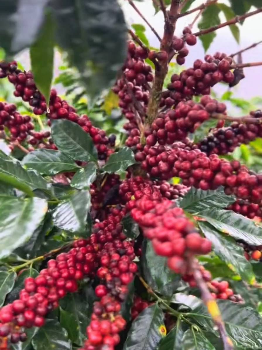 buahe cok #coffeefarming #kopigayo #kopiarabika 