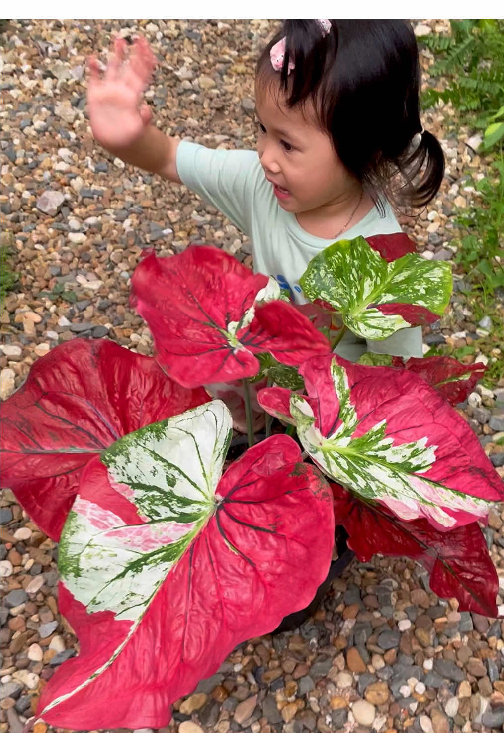 ชีวิตในวัย 4 ขวบ ☺️ ไม่ต้องแข่งกับใคร เก่งในแบบที่หนูถนัด เล่นให้สนุก มีความสุขมากๆก็พอ 👧🏻 #บอนสีราชินีไม้ใบ #บอนสี #บอนสีบ้านๆ #caladium #แต่งสวน #ธรรมชาติ #ชาวสวน 