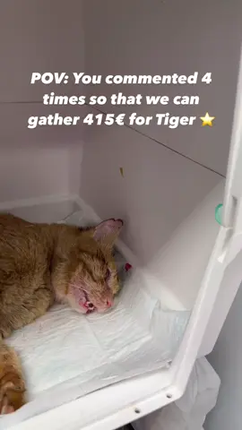 #Repost  Disturbing images 🩸 Hi loves! Today Tiger had a sterilization, eye and teeth surgery 🐯 He is such a strong and brave boy!!! All of the surgeries went so well!  🦷 His 2 teeth were taken out  👁️ His eye problem is now gone! The surgeon took a part of his eye which causes him trouble  🙏🏻 And he is not neutralized! All of them in total with other necessities during the surgery costed 415€ 😻 It was performed at @gayes.pet.clinic 🎀 We are so glad they handled this situation so well and he is now all healthy 💕💕 We suspected that he can be FIP but fortunately he is not ⭐️ We will wait for him to get better for a week now 💌 We need 415€ to pay his surgery 🥹 HOW TO DONATE ✨ You can donate via the link in our bio  🌻 Aren’t you so happy too that Tiger is healing! This is thanks to your beautiful support 🌷 Thank you countless times for being with us… #straycatrescue #animals #helpanimals #help 