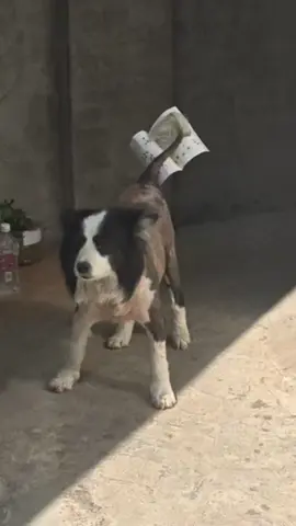 Bắt được rồi nè 😂😂😂#dethuong #petcute #dangyeu #khoanhkhacdangyeu #chó 
