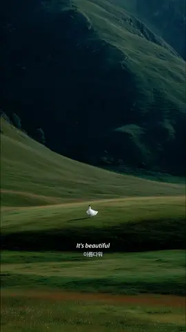 Finding peace in nature's embrace 🌿 Walking through green meadows and snowy peaks 🏔️ Serene moments with Lana Del Rey - Chemtrails Over The Country Club visuals by @joflow_creator If you think it’s good, like it🙏 #music #mountains #switzerland #grindelwald #lanadelrey 