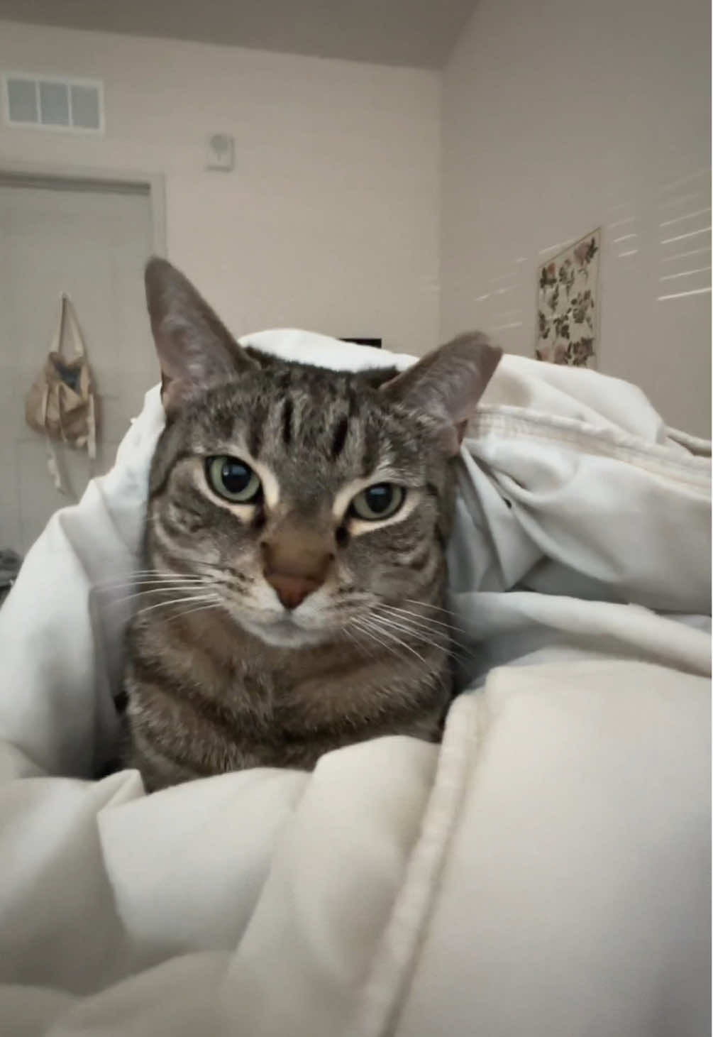 #purrito #cat #cute #catsoftiktok #catmom 