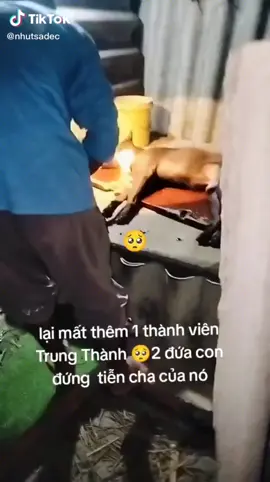 🥲🥲 1 ngày rất buồn vì mất đi một thành viên rất giỏi giữ nhà và lòng trung thành 
