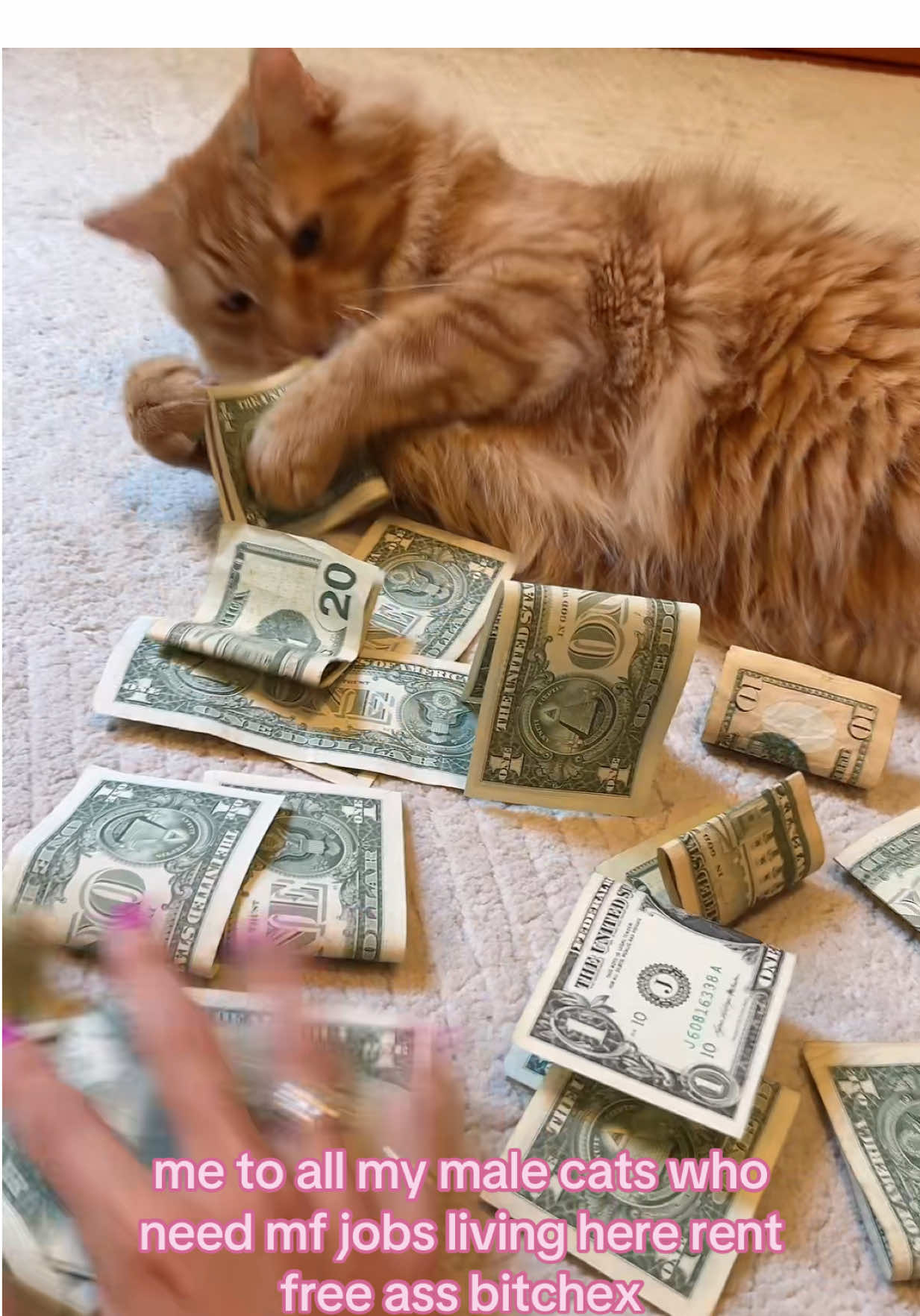 #orangetabby #catdistributionsystem 