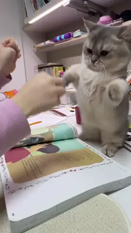 #cat #fyp 