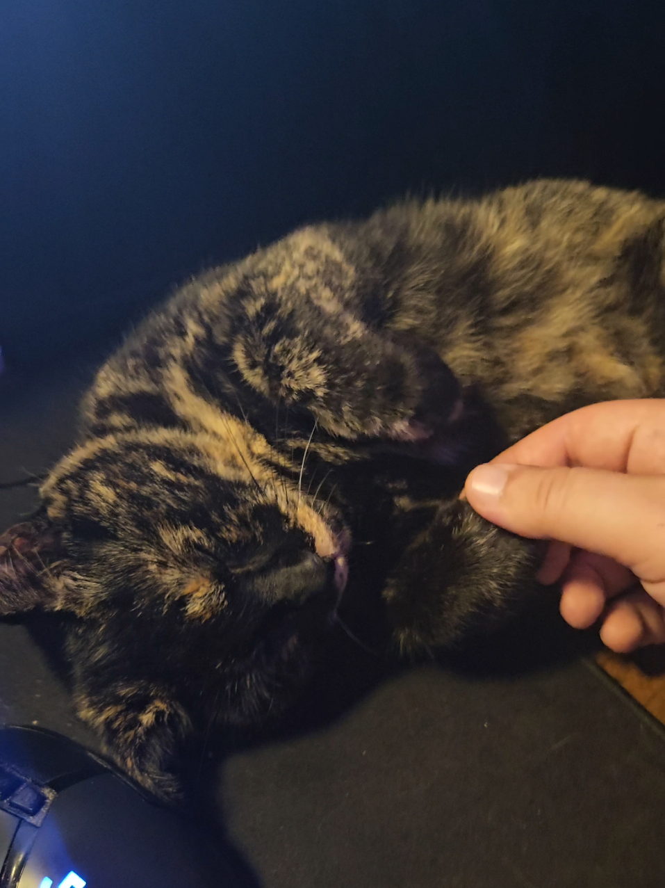 Hello, this is Luna and I would die for her #cat #catsoftiktok #gato #eepy #sleepy 