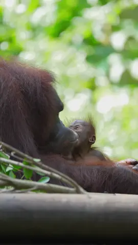 #LanguageLearning #orangutan 