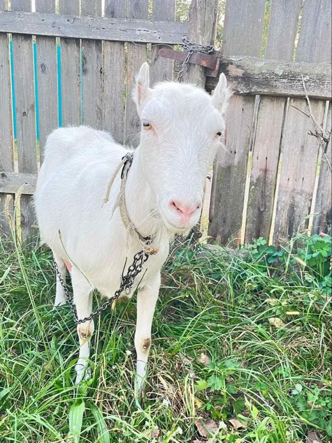 #козы #code10 #купитекозу 