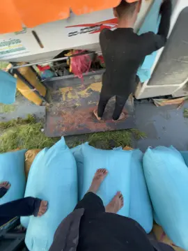 #xuhuongtiktok 105x vs 93 vô kèo thơm 11c dính bẫy rồi mấy ní ơi🌾🌾🌾🤣