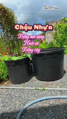 Chậu nhựa trồng sen súng, trồng cây #vuoncuahan #lamvuon #trongrautainha #lamvuontainha #hanthichtronghoa 