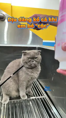 Dịu dàng kể cả khi em bé “cộc” #petstorevn #spathucungthuduc #petshopthuduc #meoanhlongngantaicup 