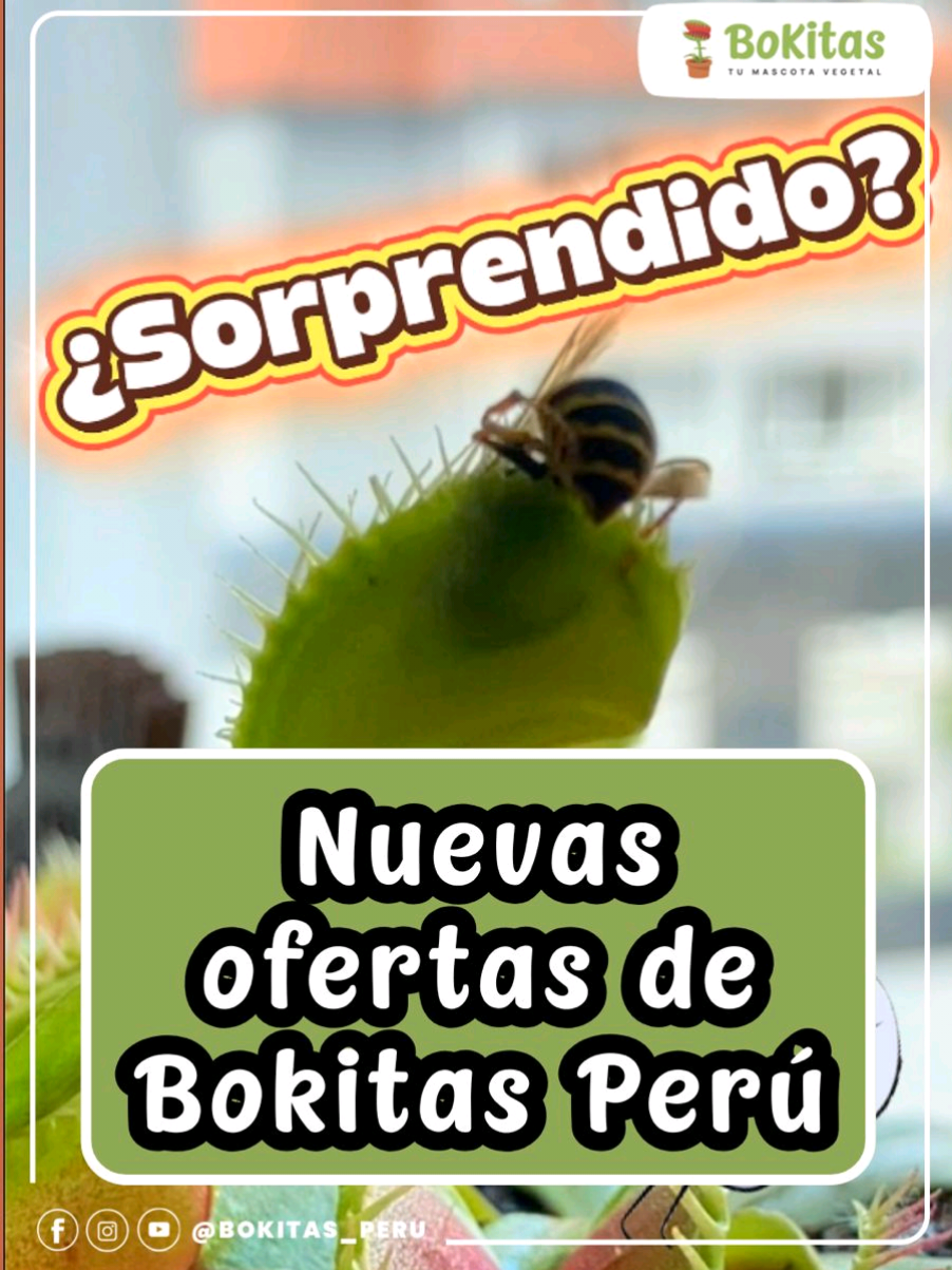 Sorprende a tu persona especial con unas hermosas plantas carnívoras 🌱☘️ de Bokitas Perú. Escríbenos al ☎️ 998888256 o al DM para más información. Envíos a nivel nacional ✈️ #plantascarnivoras #bokitas #cumpleaños #regalos #sorpresas
