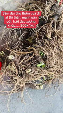 Sâm đá rừng vừa về. Bác nào lấy nt e ạ!