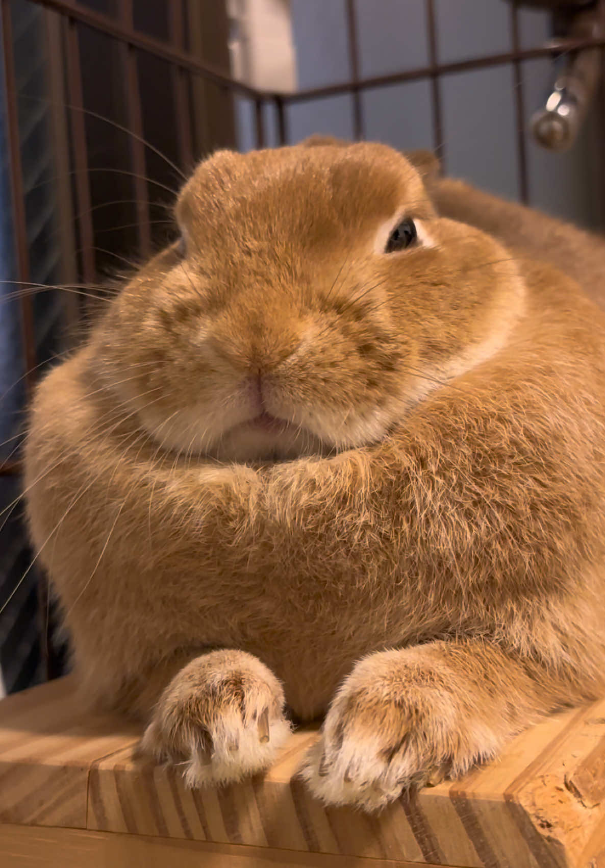 今日はお天気悪かったから 一緒に布団でゆっくり休めたね☺️ そろそろ爪切らないと🫶🏻 #うさきがいる暮らし #顔がかわいいので無限に見れます #うさぎ飼ってる人と繋がりたい #毎日の癒しをありがとう☺️ #伸びろぉぉぉぉぉぉ 