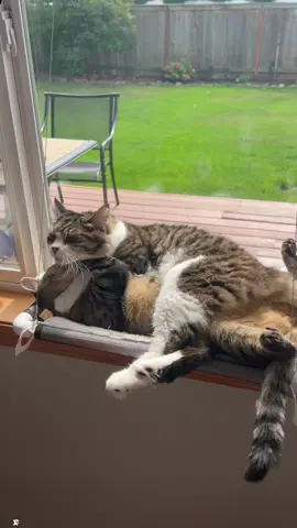 Cats' Romance🥰❤️#cat #catlover #funny #funnycat #funnytiktok