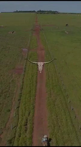 #gado #pecuaria #boigordo #ganaderia #nelore #nelorepintado #veterinaria