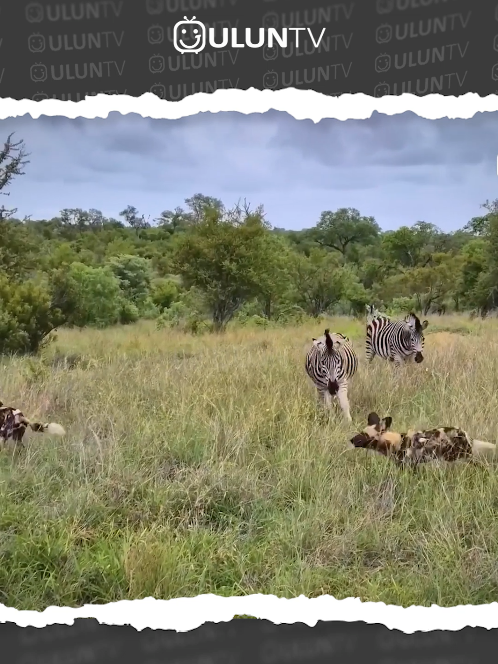 zebra serang balik kawanan anjing liar #fyp #wildlife #hewanlucu #hewan #uluntv 