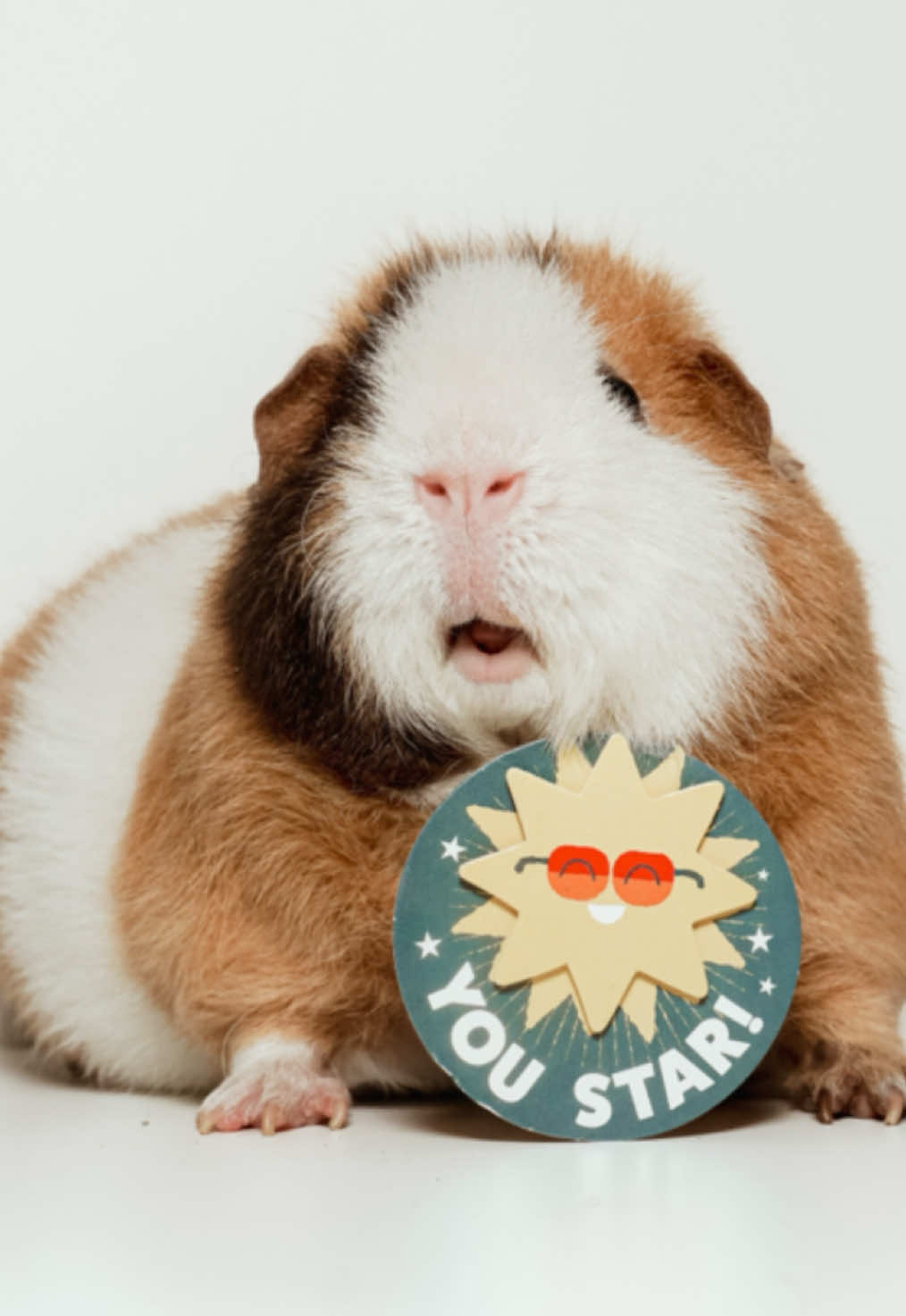 his face on the star one makes me CRY #fyp #guineapig #cute #teddyguineapig #guineapigsoftiktok  also for the record it looks like he was eating the cake but he was eating a cherry 😭🙏